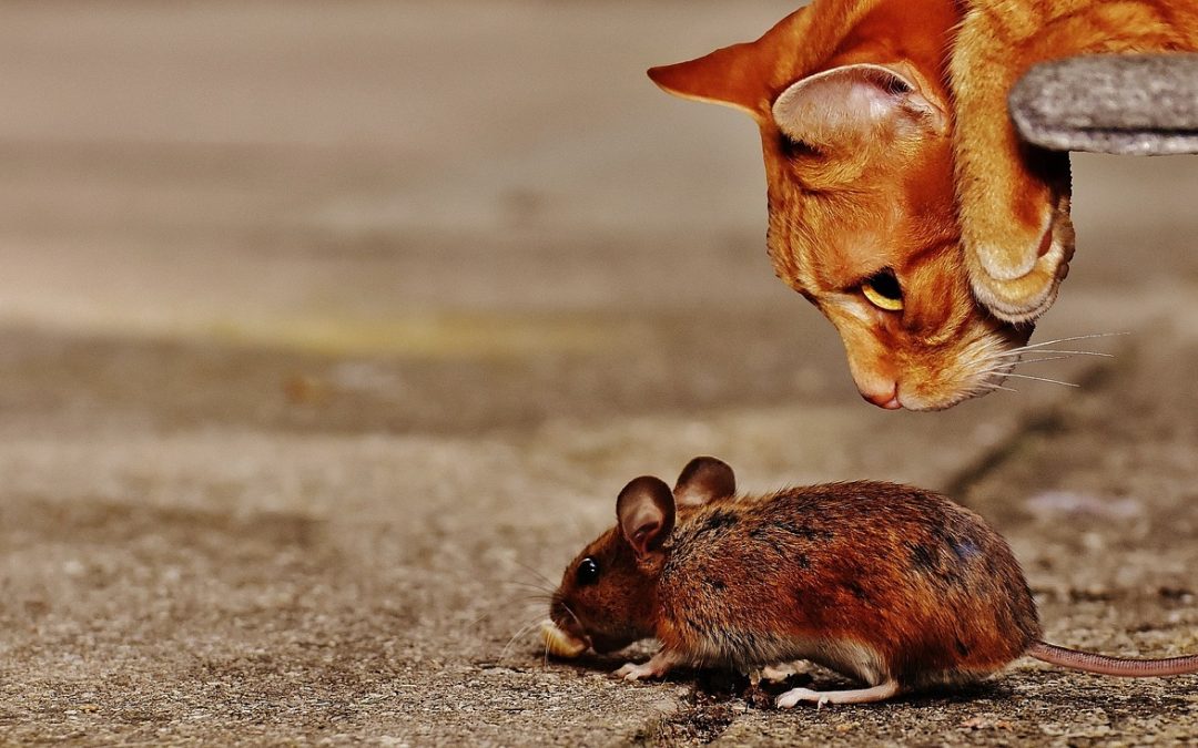 Ratones que piensan que hacen falta gatos