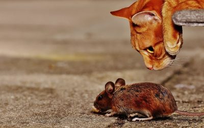 Ratones que piensan que hacen falta gatos