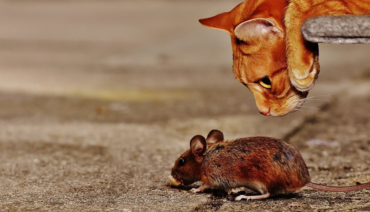 Ratones que piensan que hacen falta gatos